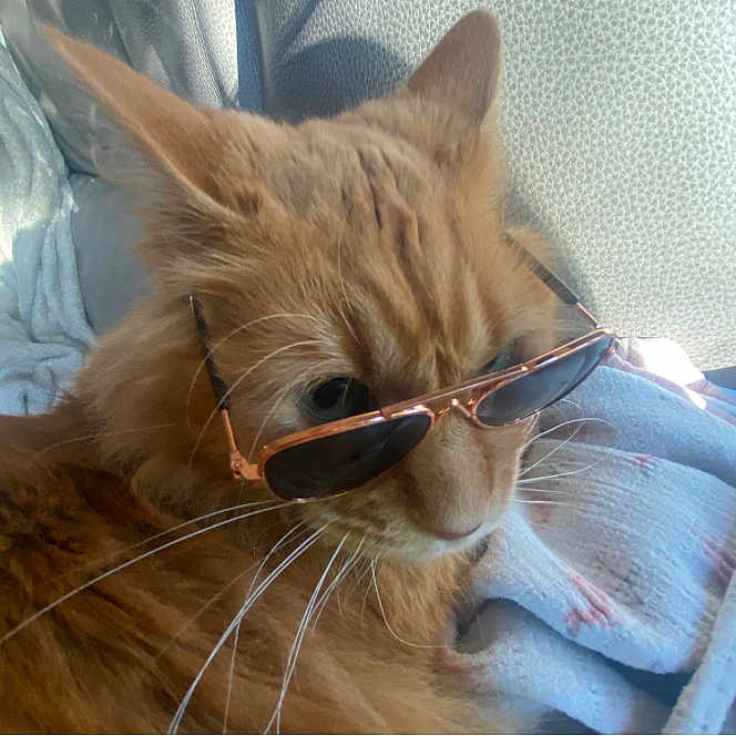 Fender is registered to the contest to win money with this photo: animal, blanket, cat, chair, closeup, comfortable, cozy, cute, domestic, feline, fluffy, fur, ginger_cat, indoor, pet, portrait, relaxed, soft, sunglasses, whiskers