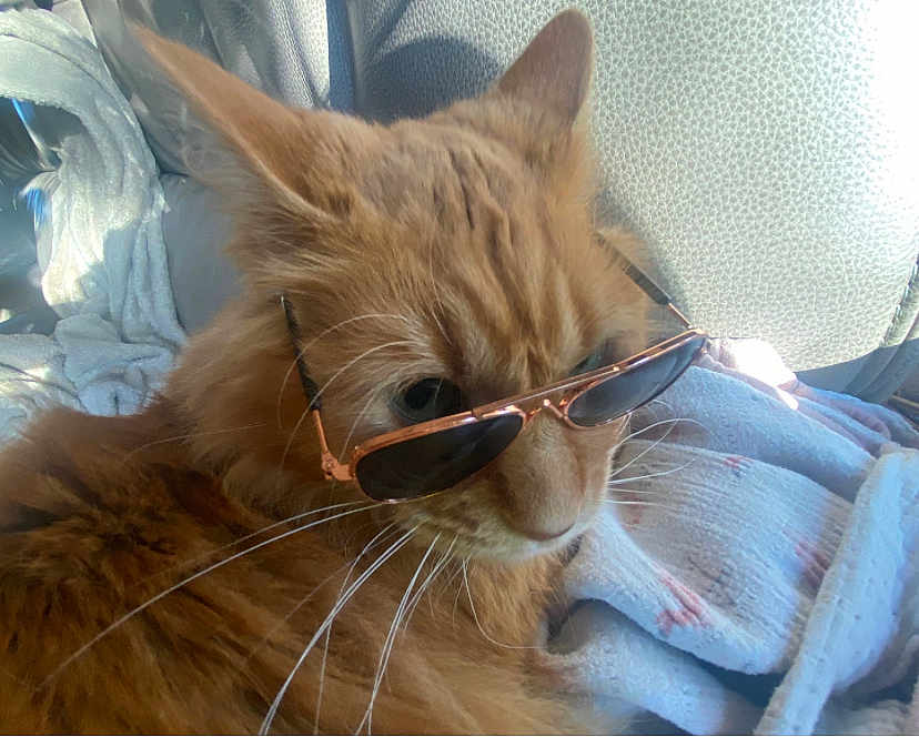 Fender is registered to the contest to win money with this photo: cat, ginger_cat, sunglasses, pet, animal, fluffy, whiskers, blanket, cozy, indoor, feline, cute, relaxed, chair, soft, domestic, closeup, portrait, fur, comfortable