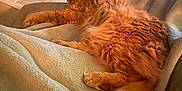 Fender is registered to the contest to win money with this photo: cat, orange_cat, fluffy, blanket, couch, living_room, fireplace, stone, chair, pillow, furniture, pet, relaxing, tail, cozy, indoor, feline, soft, resting, home