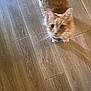cat, orange_cat, pet, wooden_floor, indoor, curious, blurry, animal, flooring, feline, looking_up, domestic_cat, household, mammal, whiskers, fur, footwear, shoe, light, texture