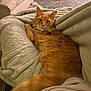 Fender joined the competition — help win amazing prizes! cat, orange_cat, fluffy, pet, animal, indoor, blanket, cozy, furniture, living_room, ottoman, basket, relaxed, cute, fur, tail, resting, home, comfortable, domestic