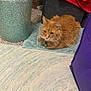 Fender is registered to the contest to win money with this photo: cat, orange_cat, fluffy, loaf, mat, carpet, trash_bin, furniture, indoor, pet, domestic_animal, resting, blue, purple, home, cozy, floor, animal, cute, relaxed