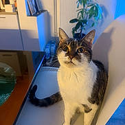 Sardine a rejoint le concours — aidez-le/la à gagner de superbes lots ! cat, chair, indoor, pet, animal, fur, whiskers, plant, kitchen, table, reflection, white, brown, curious, seated, domestic, home, feline, portrait, evening