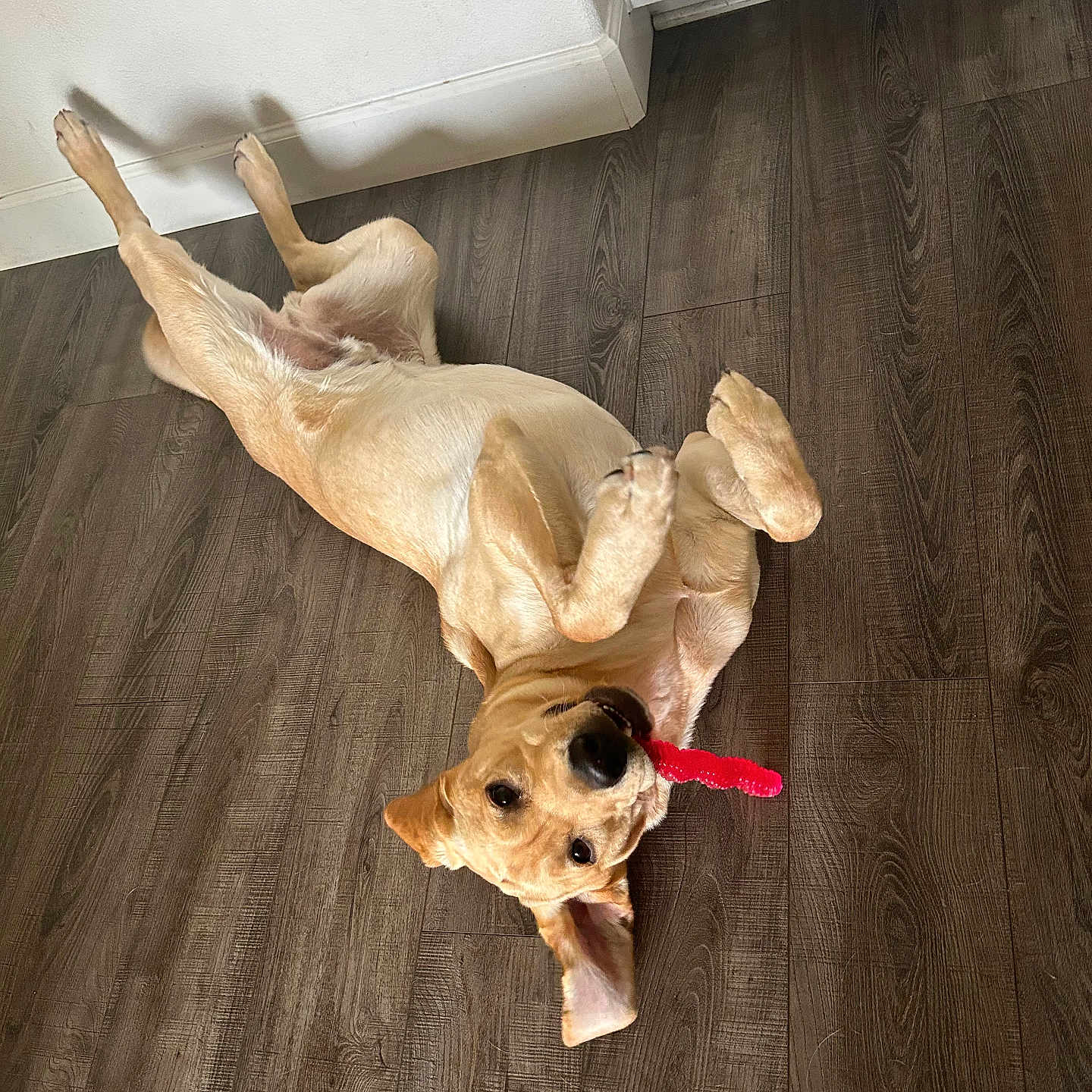 Rex joined the competition — help win amazing prizes! accessories, animal, canine, cat, cockerspaniel, dog, dogbed, goldenretriever, hardwood, hound, indoors, interiordesign, labradorretriever, pet, plywood, pointer, puppy, stainedwood, strap, wood