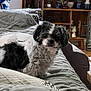 bedspread, black_and_white, blanket, couch, cozy, decor, dog, fur, furniture, home, indoor, living_room, pet, plant, quilt, relaxing, shelf, small_dog, window, wood_floor