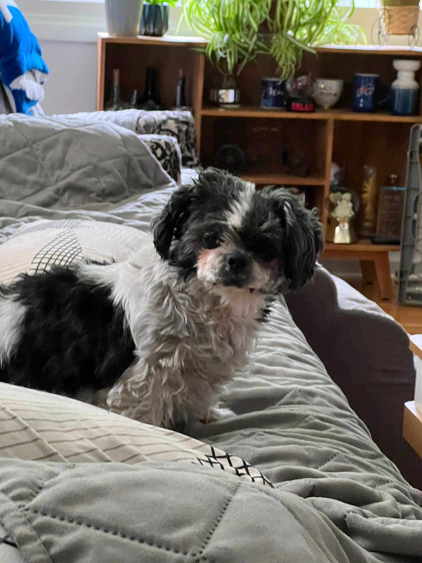 Gracie