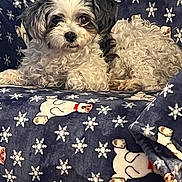 Muffen joined the competition — help win amazing prizes! animal, blanket, companion, cozy, curly_fur, cute, dog, fabric, fur, indoor, lying_down, pet, polar_bear_pattern, relaxed, resting, small_dog, snowflake_pattern, soft_texture, white_and_black, winter_theme