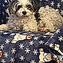 animal, blanket, companion, cozy, curly_fur, cute, dog, fabric, fur, indoor, lying_down, pet, polar_bear_pattern, relaxed, resting, small_dog, snowflake_pattern, soft_texture, white_and_black, winter_theme