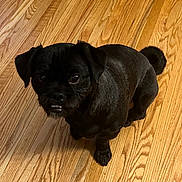 Rico joined the competition — help win amazing prizes! animal, black_dog, canine, companion, curious, cute, dog, domestic_animal, floor, flooring, fur, indoor, indoors, looking_up, pet, pet_portrait, portrait, sitting, small_dog, wooden_floor