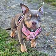 Akira a rejoint le concours — aidez-le/la à gagner de superbes lots ! dog, blue_eyes, pink_harness, outdoor, grass, gravel, pet, animal, curious, ears_up, standing, cute, small_dog, nature, daylight, portrait, mammal, young_dog, canine, walk