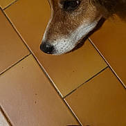 Mojito a rejoint le concours — aidez-le/la à gagner de superbes lots ! animal, brown, brown_fur, calm, close_up, dog, floor, footwear, fur, indoor, nose, paw, pet, resting, sandal, snout, sock, tile, white, white_fur