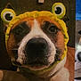 Vegas participe au concours pour gagner de l'argent avec cette photo : dog, pet, animal, close_up, costume, hat, yellow, face, cute, indoors, brown, white, googly_eyes, funny, portrait, canine, animal_headwear, whiskers, expression, looking_at_camera
