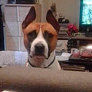 Vegas a rejoint le concours — aidez-le/la à gagner de superbes lots ! dog, living_room, couch, furniture, television, ears, pet, indoor, decor, table, flower_vase, electronics, brown, white, black, face, animal, household, watching, curious