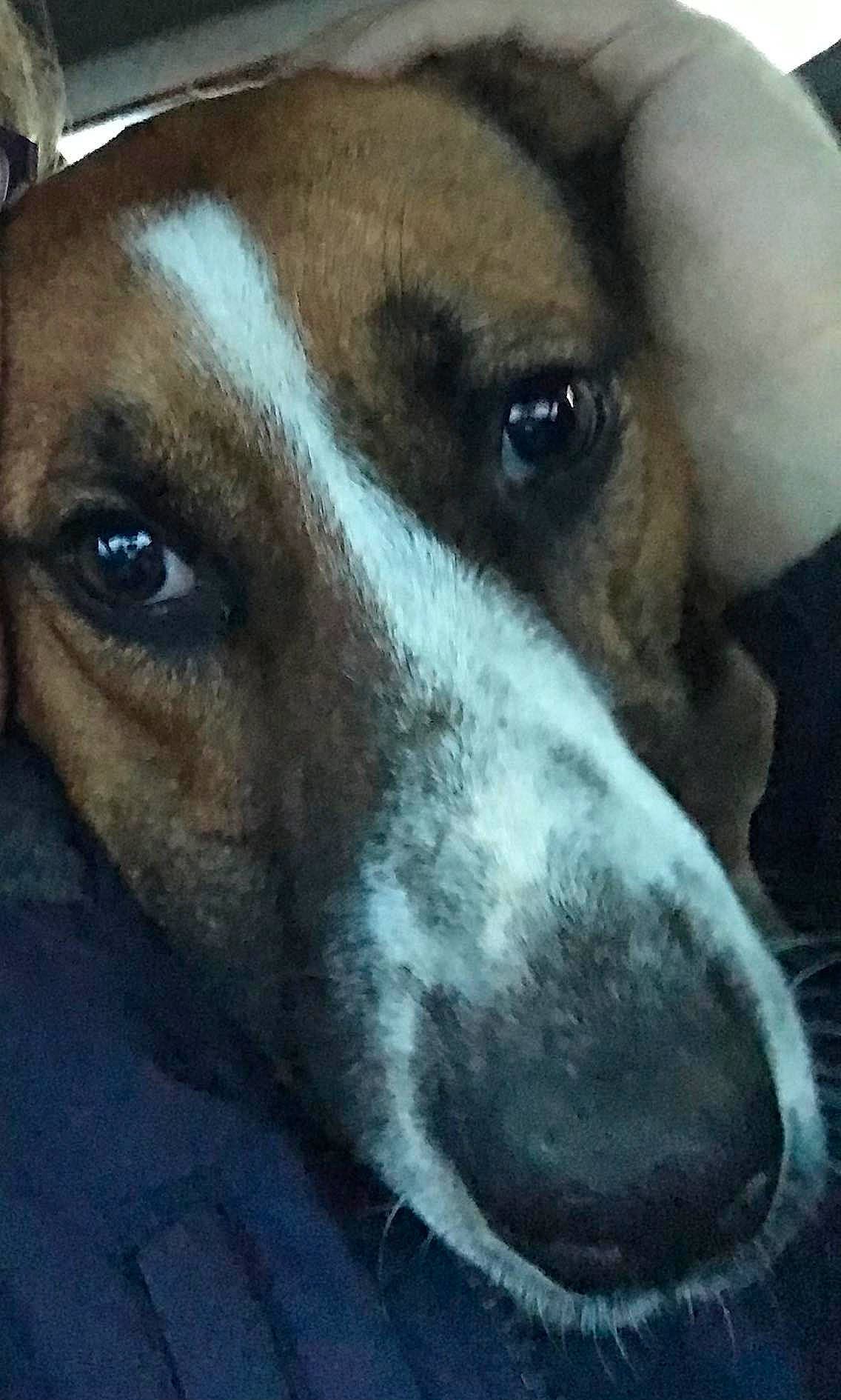 Bailey is registered to the contest to win money with this photo: canidae, carnivore, companion_dog, dog, dog_breed, ear, fawn, fur, head, metal, non_sporting_group, snout, sporting_group, street_dog, terrestrial_animal, whiskers, working_animal