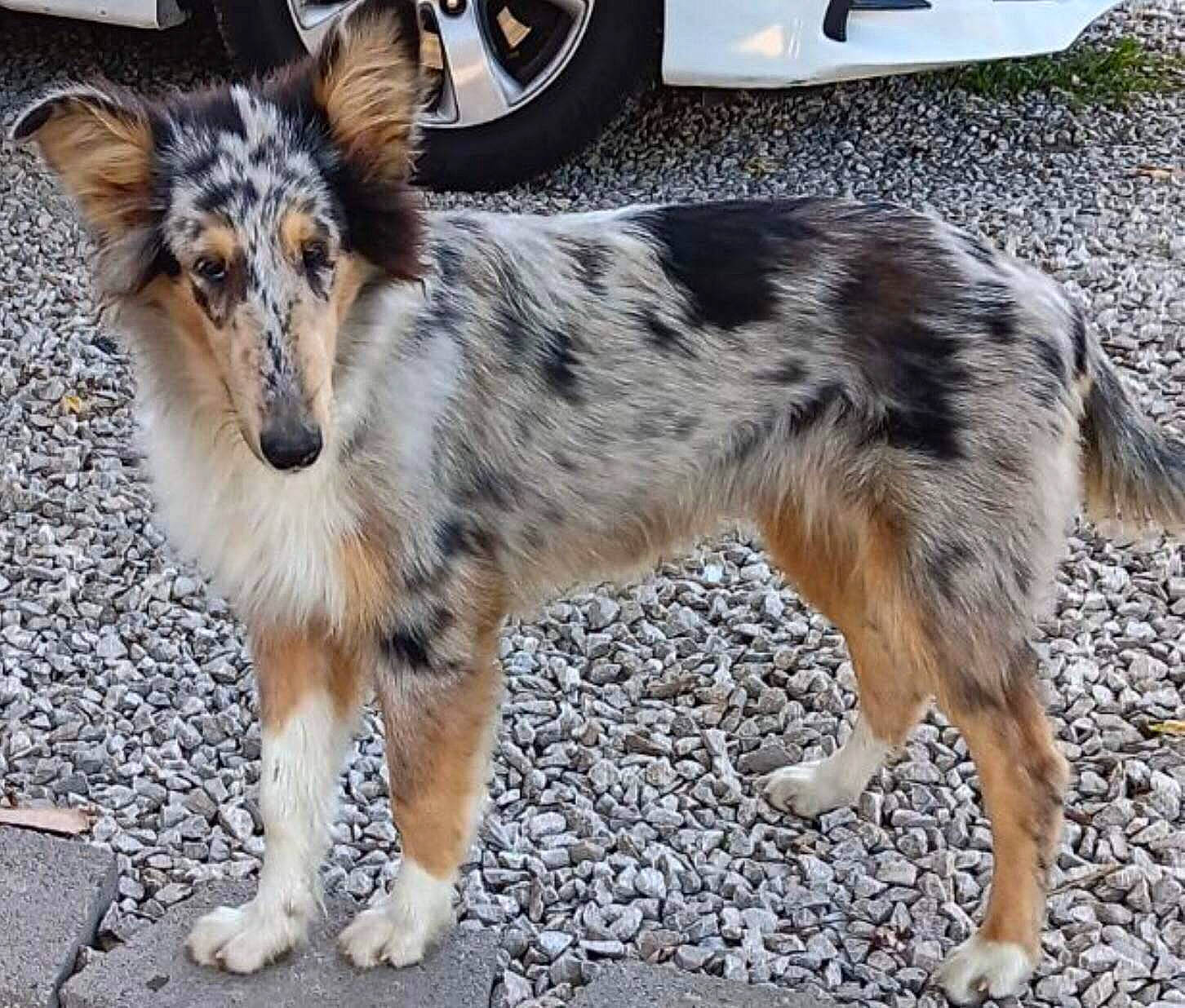 Paisley joined the competition — help win amazing prizes! automotive_tire, dog_breed, fender, fur, hubcap, livestock, plant, rim, road_surface, snout, sporting_group, tail, terrestrial_animal, tire, tire_care, tread, vehicle, wheel, whiskers, working_animal