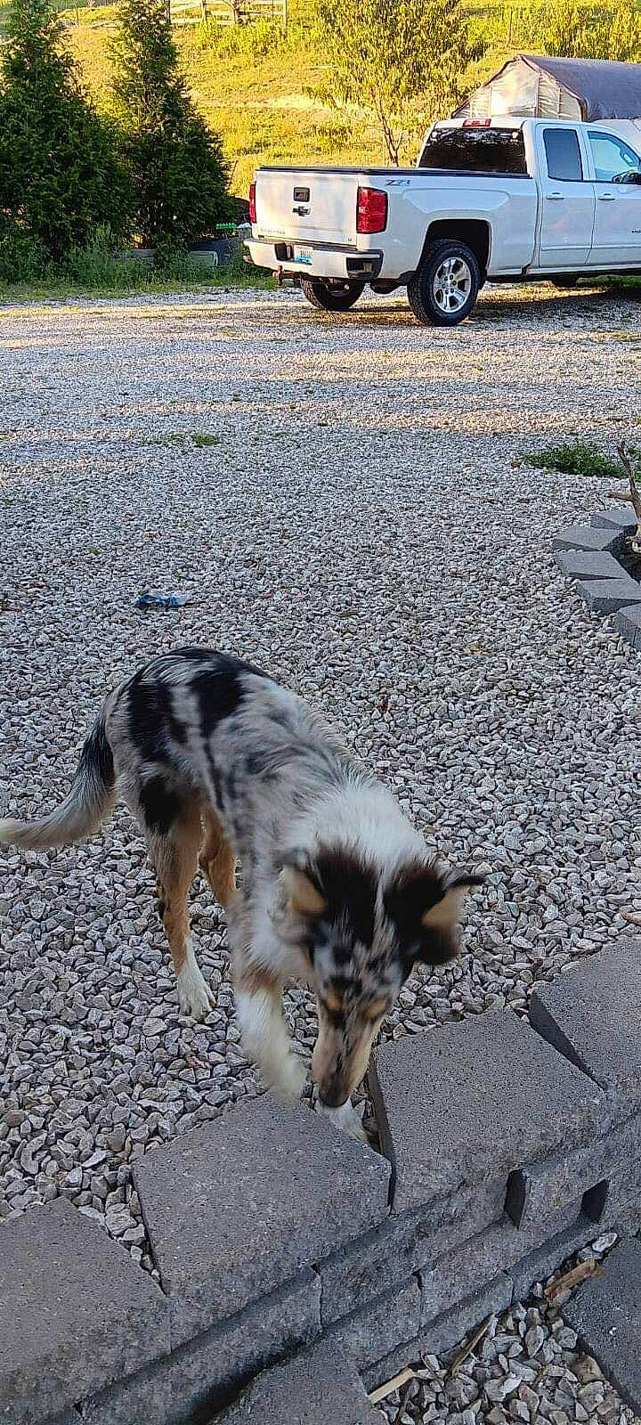 Paisley is registered to the contest to win money with this photo: asphalt, automotive_exterior, automotive_lighting, automotive_tire, car, carnivore, companion_dog, dog, dog_breed, fender, light, road, road_surface, sporting_group, tail, terrestrial_animal, tire, tread, vehicle, wheel