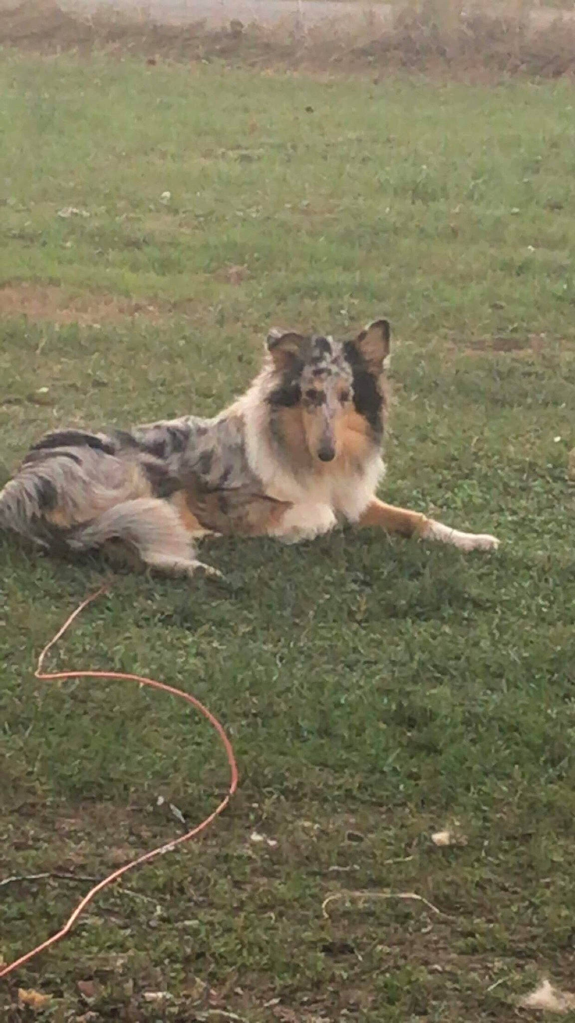 Paisley joined the competition — help win amazing prizes! canidae, carnivore, companion_dog, dog, dog_breed, grass, grassland, herding_dog, pasture, soil, sporting_group, tail, terrestrial_animal, wildlife, working_dog