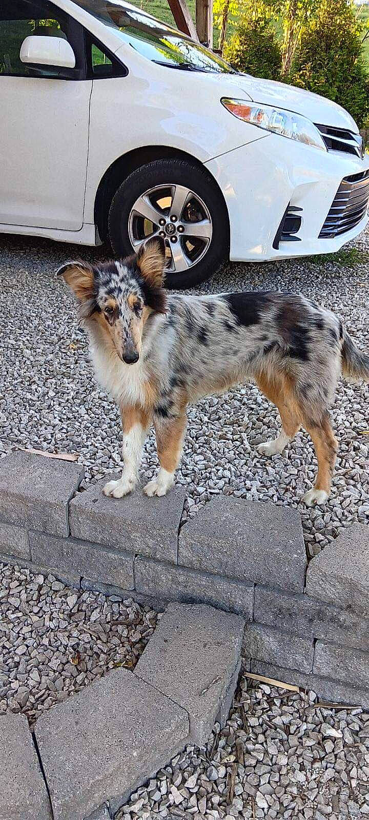 Paisley joined the competition — help win amazing prizes! asphalt, automotive_tire, bumper, car, carnivore, dog, fender, hood, hubcap, mammal, motor_vehicle, rim, road, road_surface, tire, tread, vehicle, vehicle_door, vertebrate, wheel