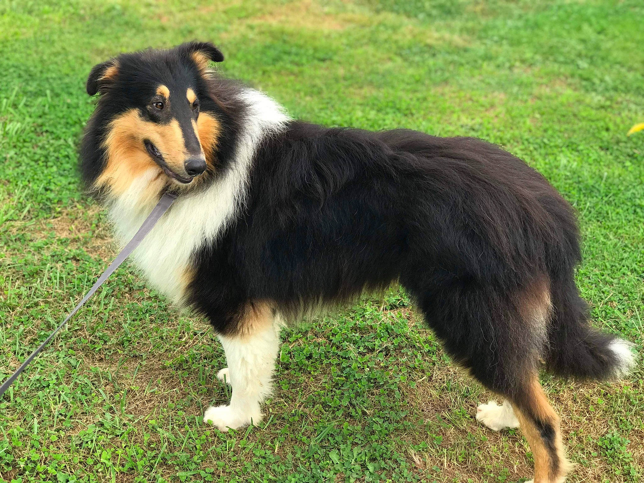 Stranger is registered to the contest to win money with this photo: ancient_dog_breeds, balance, canidae, carnivore, collie, companion_dog, dog, dog_breed, fur, grass, herding_dog, rough_collie, scotch_collie, shetland_sheepdog, snout, sporting_group, tail, terrestrial_animal, wildlife, working_dog