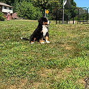 Finn is registered to the contest to win money with this photo: animal, bernese_mountain_dog, blue_sky, daytime, dog, fire_hydrant, grass, greenery, house, nature, outdoor, pet, playful, puppy, sitting, sunny, tent, tongue_out, tree, young