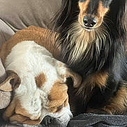Sprite a rejoint le concours — aidez-le/la à gagner de superbes lots ! dog, bulldog, long_hair_dachshund, sleeping, resting, couch, blanket, pet, fur, closeup, indoors, companion, cute, animal, relaxing, snuggle, friendship, tongue_out, cozy, portrait