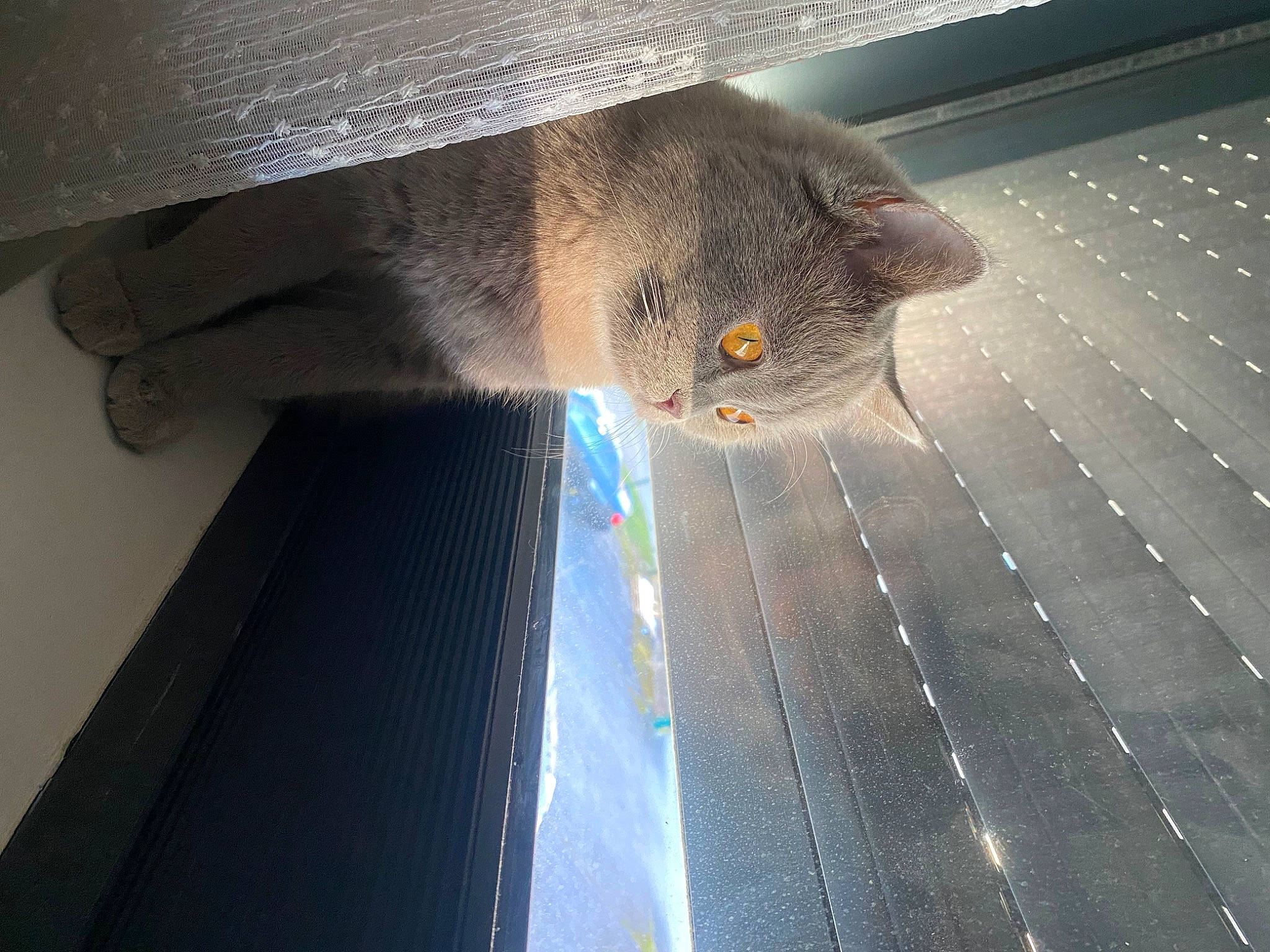 Findik a rejoint le concours — aidez-le/la à gagner de superbes lots ! carnivore, cat, composite_material, domestic_short_haired_cat, electric_blue, felidae, floor, flooring, fur, glass, grey, hardwood, head, pattern, russian_blue, small_to_medium_sized_cats, snout, tints_and_shades, whiskers, wood