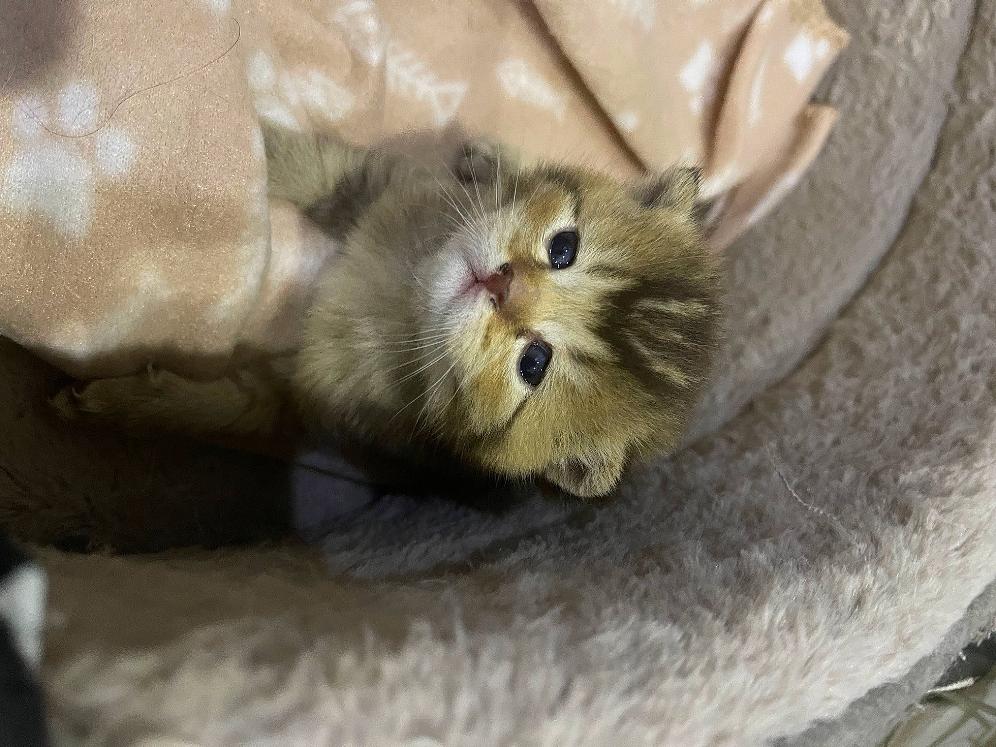 Findik participe au concours pour gagner de l'argent avec cette photo : carnivore, cat, claw, comfort, domestic_short_haired_cat, fawn, felidae, fur, paw, small_to_medium_sized_cats, snout, tail, terrestrial_animal, whiskers, wildlife, wood