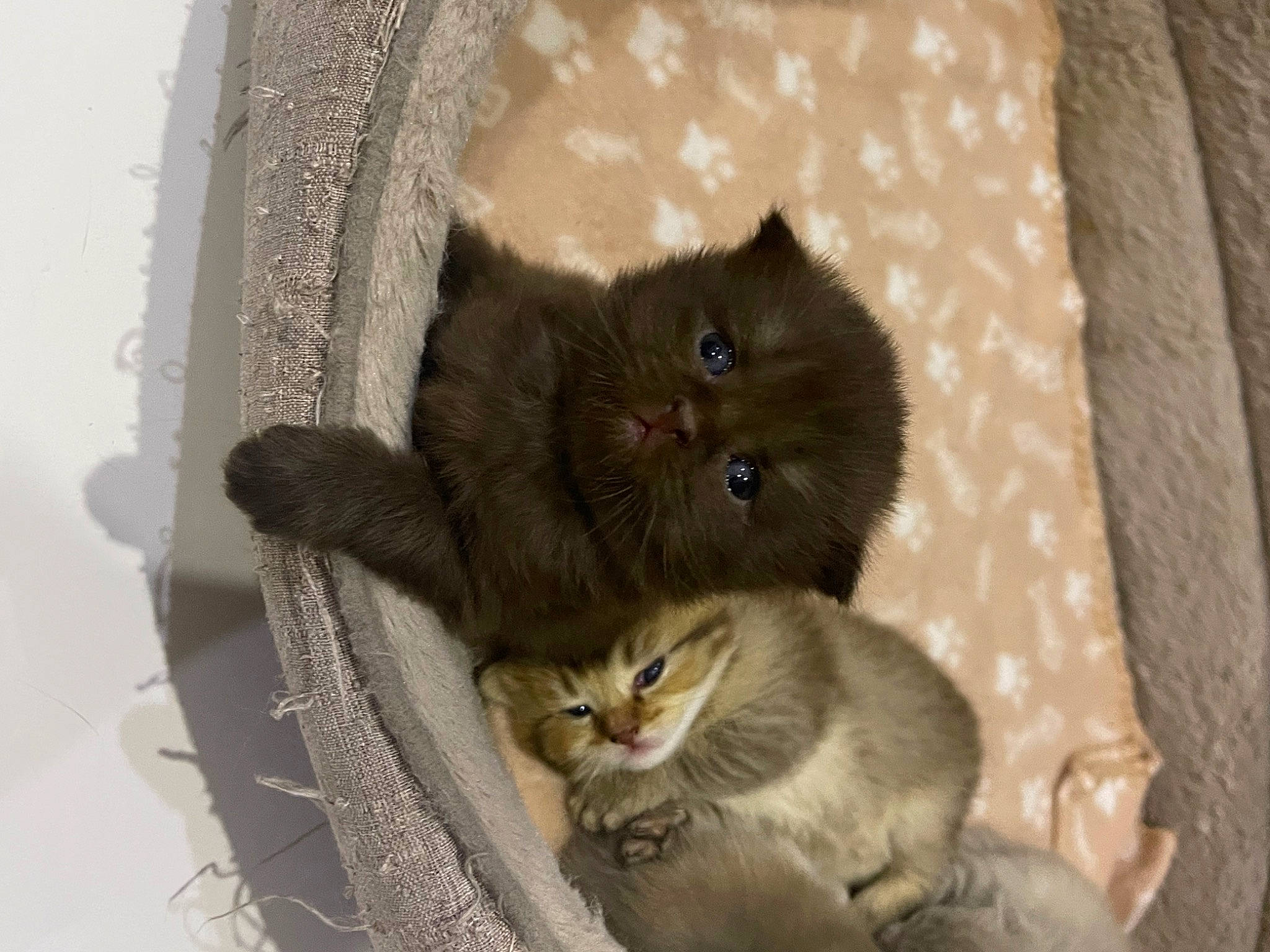 Findik participe au concours pour gagner de l'argent avec cette photo : black_cat, british_longhair, carnivore, cat, claw, comfort, domestic_short_haired_cat, fawn, felidae, fur, grey, paw, plant, small_to_medium_sized_cats, snout, tail, terrestrial_animal, whiskers, window, working_animal