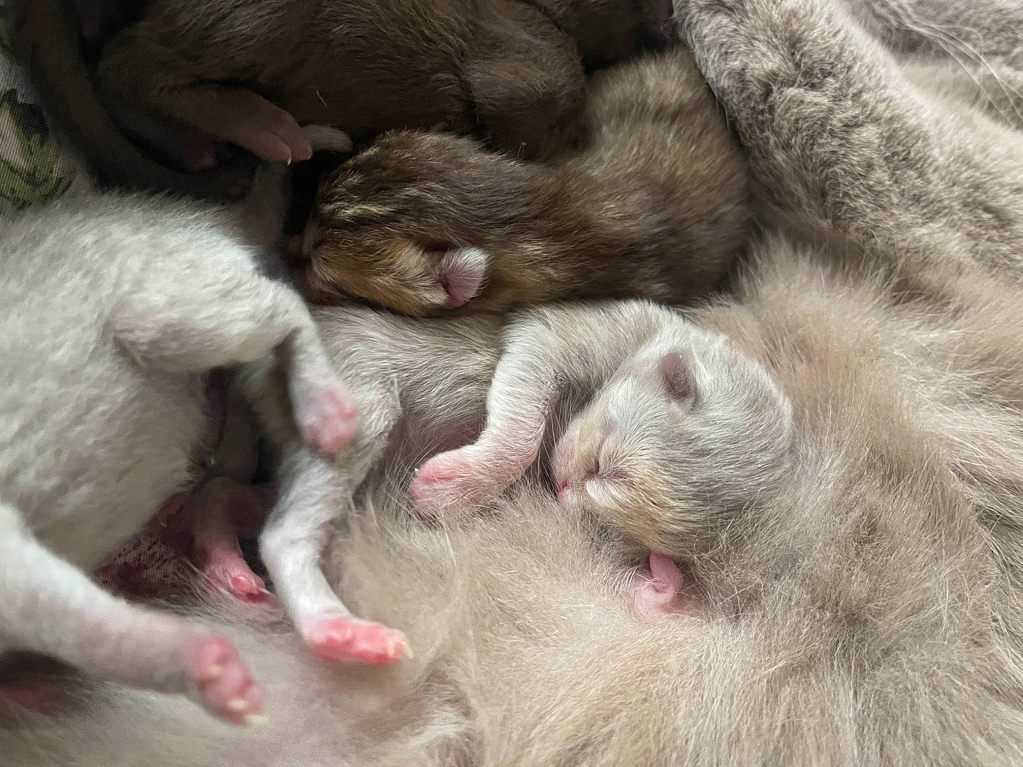 Findik a rejoint le concours — aidez-le/la à gagner de superbes lots ! claw, close_up, comfort, fur, paw, snout, terrestrial_animal, whiskers