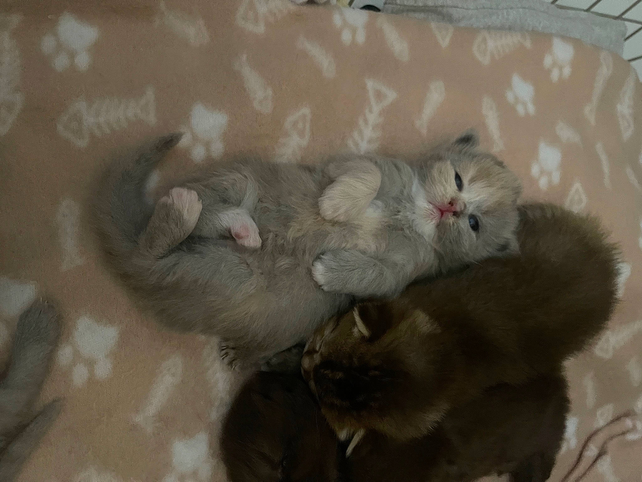 Findik participe au concours pour gagner de l'argent avec cette photo : carnivore, cat, cat_toy, claw, comfort, domestic_short_haired_cat, fawn, felidae, fur, grey, paw, small_to_medium_sized_cats, snout, tail, terrestrial_animal, whiskers