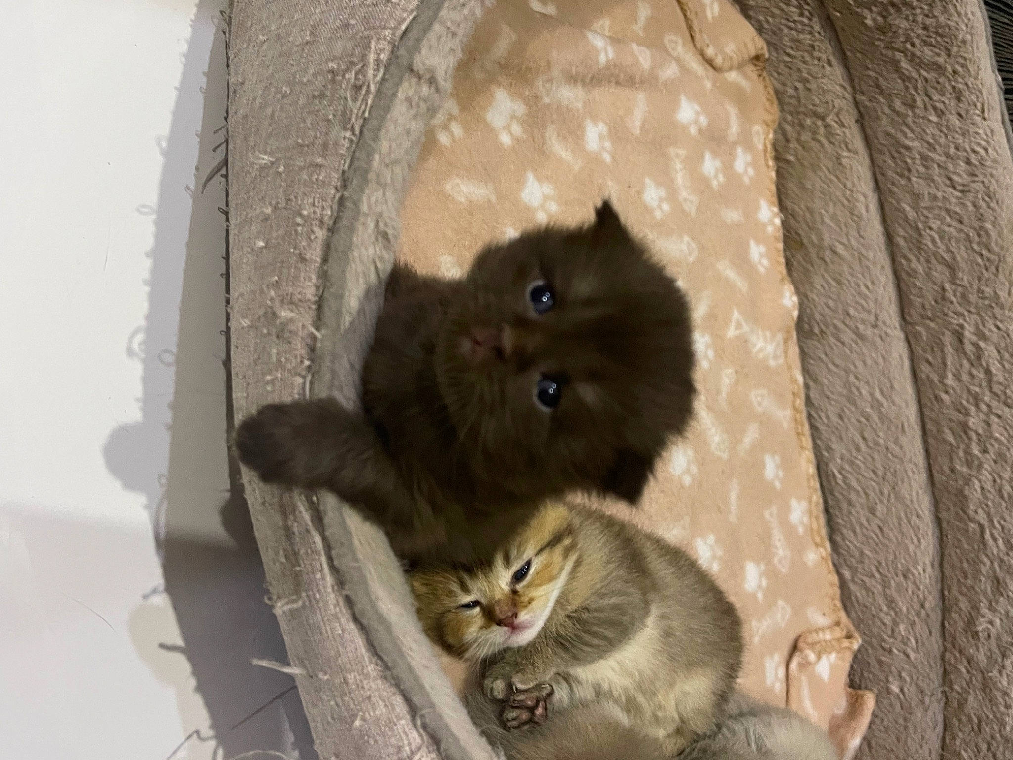 Mars participe au concours pour gagner de l'argent avec cette photo : bat, british_longhair, canidae, carnivore, cat, claw, companion_dog, dog_breed, domestic_short_haired_cat, fawn, felidae, fur, grey, paw, small_to_medium_sized_cats, snout, tail, terrestrial_animal, toy_dog, whiskers