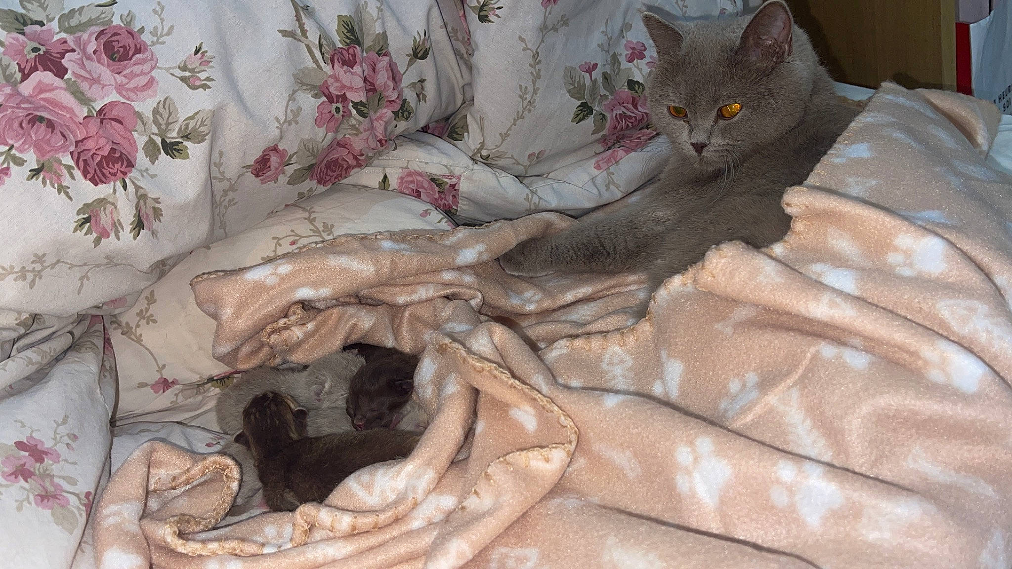 Mars a rejoint le concours — aidez-le/la à gagner de superbes lots ! art, bed_sheet, bedding, cat, comfort, felidae, flesh, flower, fur, human_leg, linens, pattern, peach, petal, plant, room, sleeve, small_to_medium_sized_cats, thigh, wood