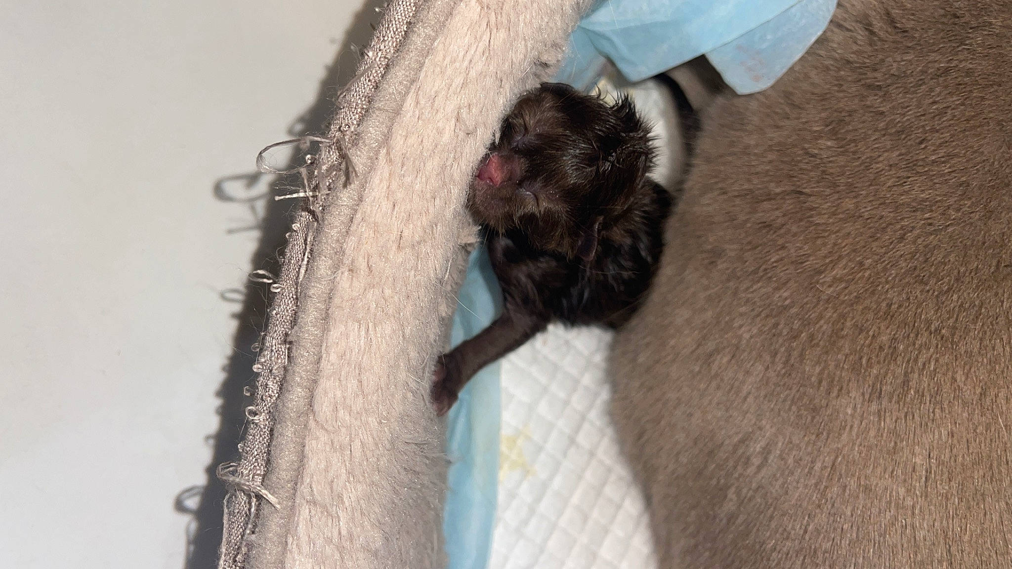 Mars a rejoint le concours — aidez-le/la à gagner de superbes lots ! carnivore, cat, claw, comfort, dog_breed, domestic_short_haired_cat, fawn, felidae, foot, fur, human_leg, liver, paw, small_to_medium_sized_cats, snout, tail, terrestrial_animal, whiskers, window, wood