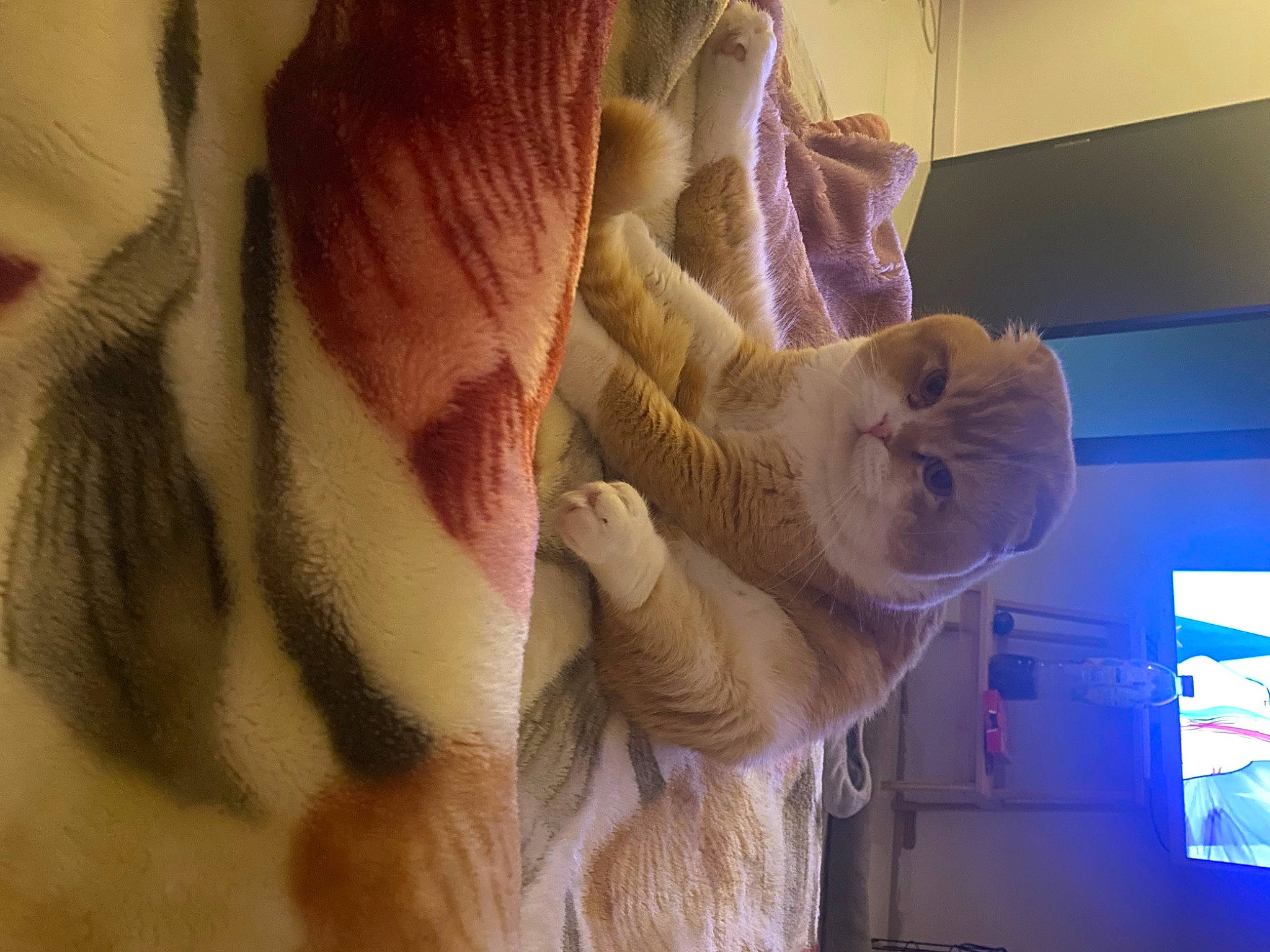 Saga participe au concours pour gagner de l'argent avec cette photo : comfort, domestic_short_haired_cat, fawn, felidae, fur, knitting, linens, magenta, mammal, nail, peach, room, small_to_medium_sized_cats, stuffed_toy, tail, teddy_bear, thread, whiskers, wool, woolen