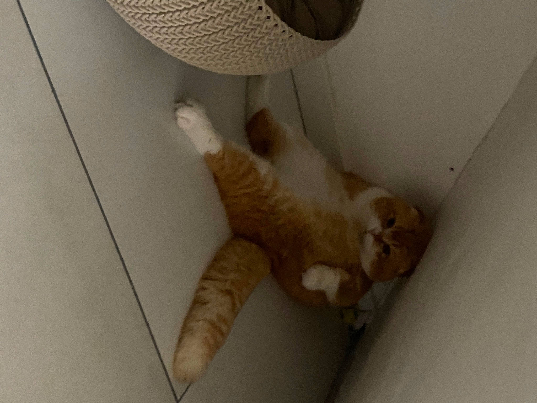 Saga participe au concours pour gagner de l'argent avec cette photo : audio_equipment, carnivore, cat, comfort, fawn, felidae, floor, flooring, hardwood, linens, mammal, mesh, pet_supply, room, shelf, small_to_medium_sized_cats, tail, vertebrate, whiskers, wood