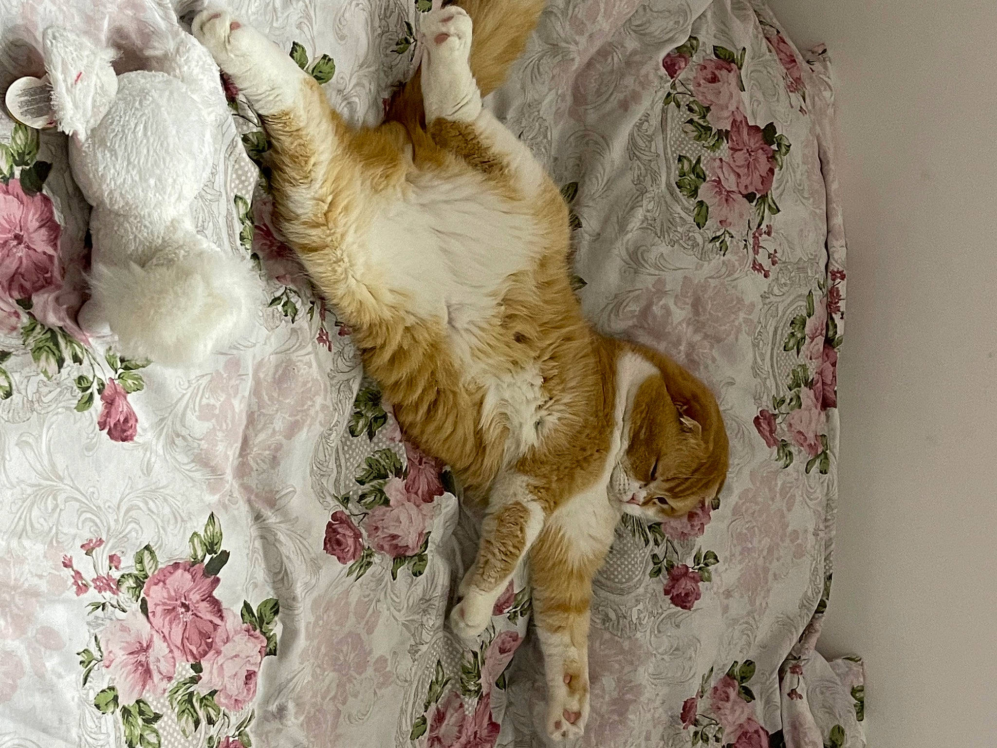 Saga participe au concours pour gagner de l'argent avec cette photo : art, carnivore, cat, claw, domestic_short_haired_cat, fawn, felidae, fur, linens, pattern, paw, plant, small_to_medium_sized_cats, tail, textile, visual_arts, whiskers