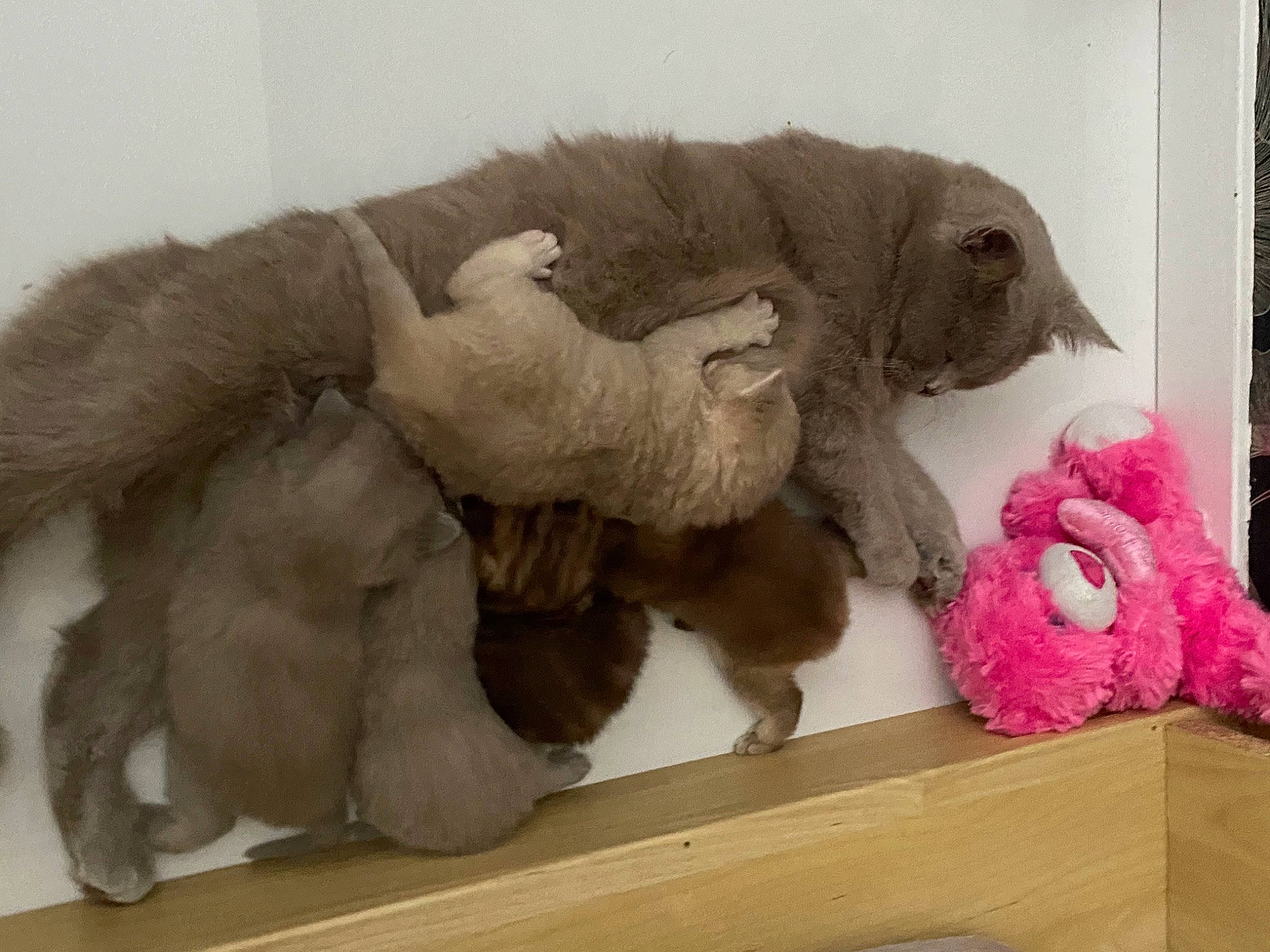 Noisette a rejoint le concours — aidez-le/la à gagner de superbes lots ! carnivore, claw, comfort, companion_dog, dog_breed, domestic_short_haired_cat, fawn, felidae, fur, nap, natural_material, paw, plush, small_to_medium_sized_cats, snout, sporting_group, stuffed_toy, tail, terrestrial_animal, toy