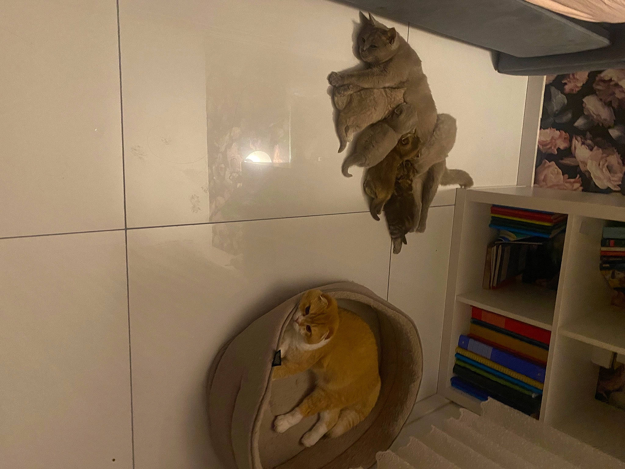 Noisette participe au concours pour gagner de l'argent avec cette photo : art, artifact, bookcase, building, ceiling, felidae, flooring, house, metal, museum, plaster, room, sculpture, shelf, shelving, tourist_attraction, toy, visual_arts, wall, wood