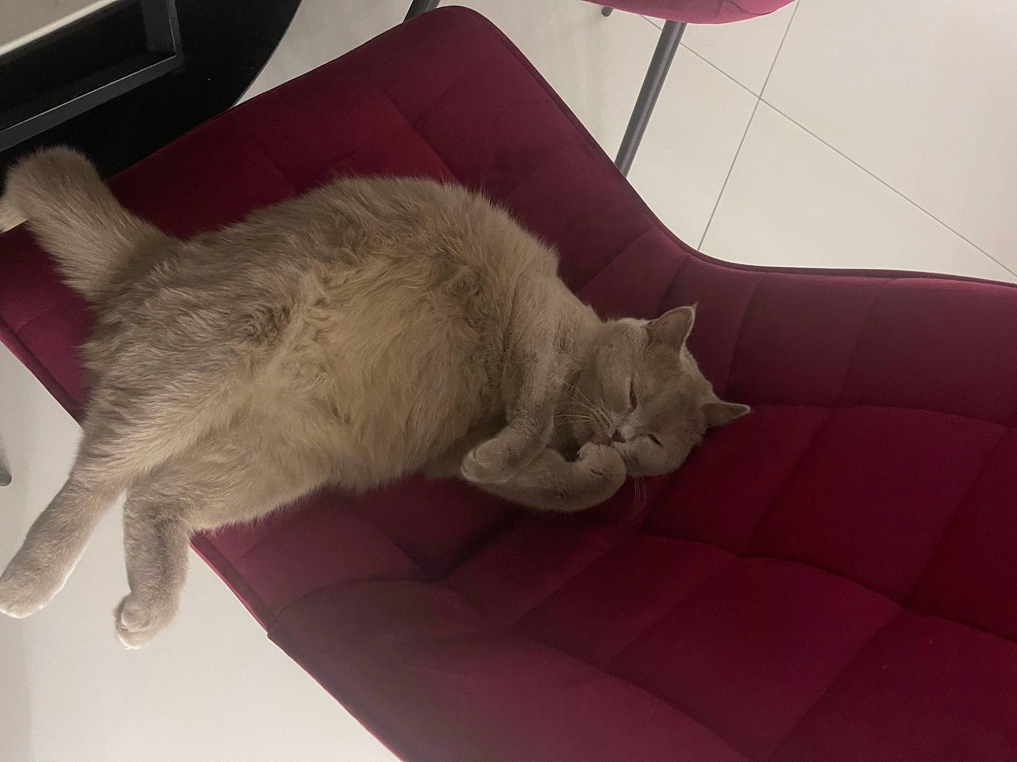 Noisette a rejoint le concours — aidez-le/la à gagner de superbes lots ! carnivore, cat, cat_bed, cat_supply, chair, comfort, couch, domestic_short_haired_cat, fawn, felidae, fur, furniture, grey, linens, paw, room, small_to_medium_sized_cats, snout, tail, whiskers