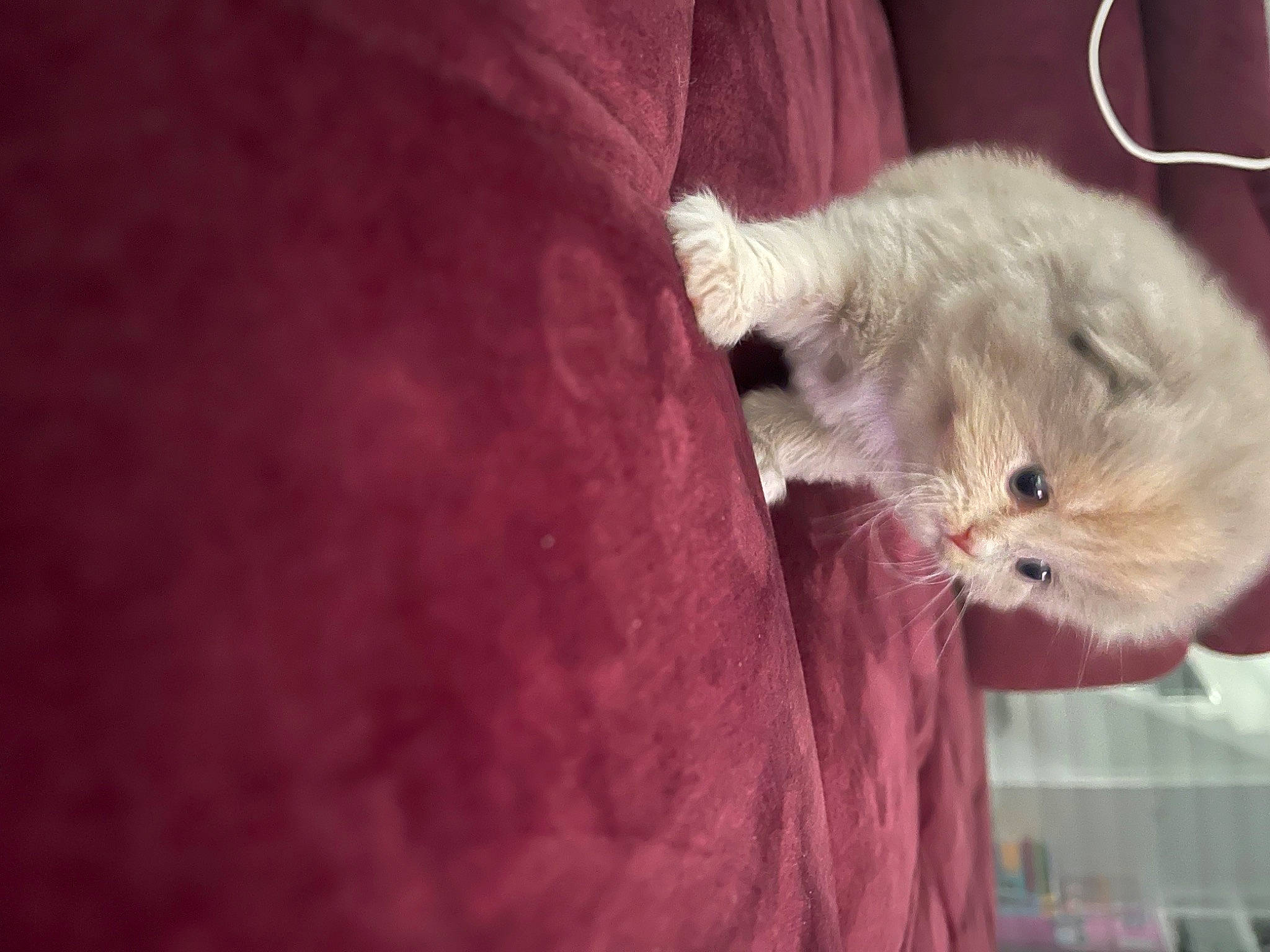 Lila participe au concours pour gagner de l'argent avec cette photo : carnivore, cat, claw, comfort, domestic_short_haired_cat, felidae, fur, gerbil, hamster, magenta, mouse, muridae, muroidea, paw, rodent, small_to_medium_sized_cats, tail, whiskers