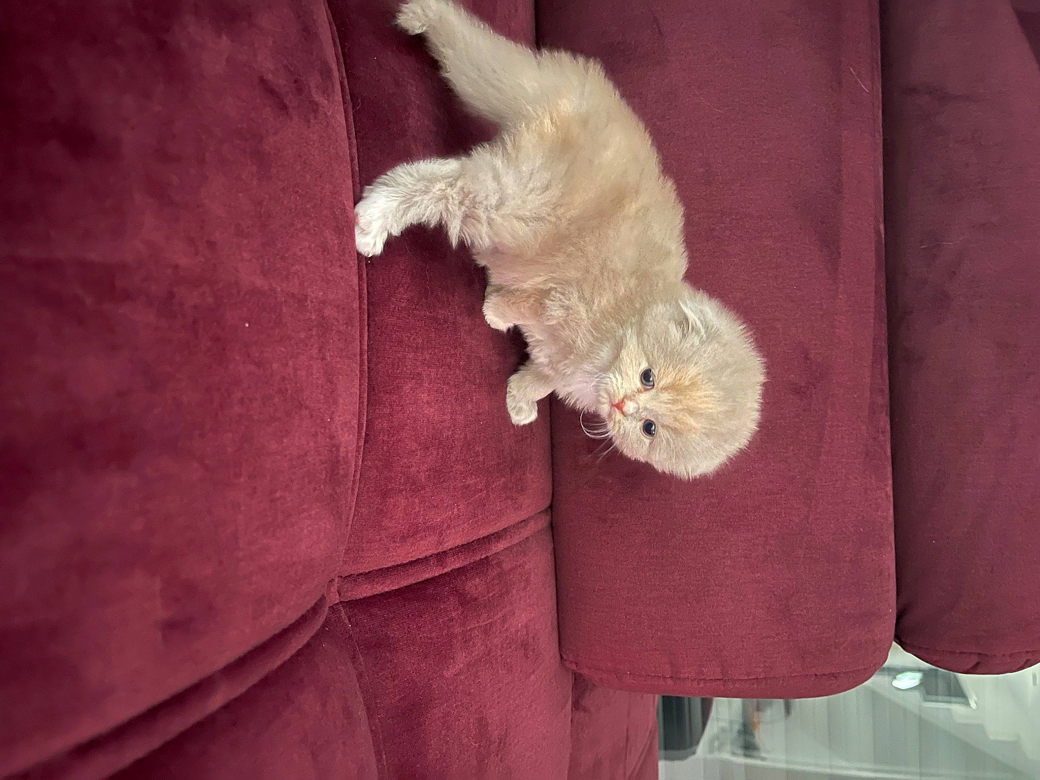 Lila a rejoint le concours — aidez-le/la à gagner de superbes lots ! button, collar, companion_dog, couch, fashion_accessory, fawn, felidae, fur, fur_clothing, linens, magenta, sleeve, small_to_medium_sized_cats, stuffed_toy, tail, textile, whiskers, window, wood, wool