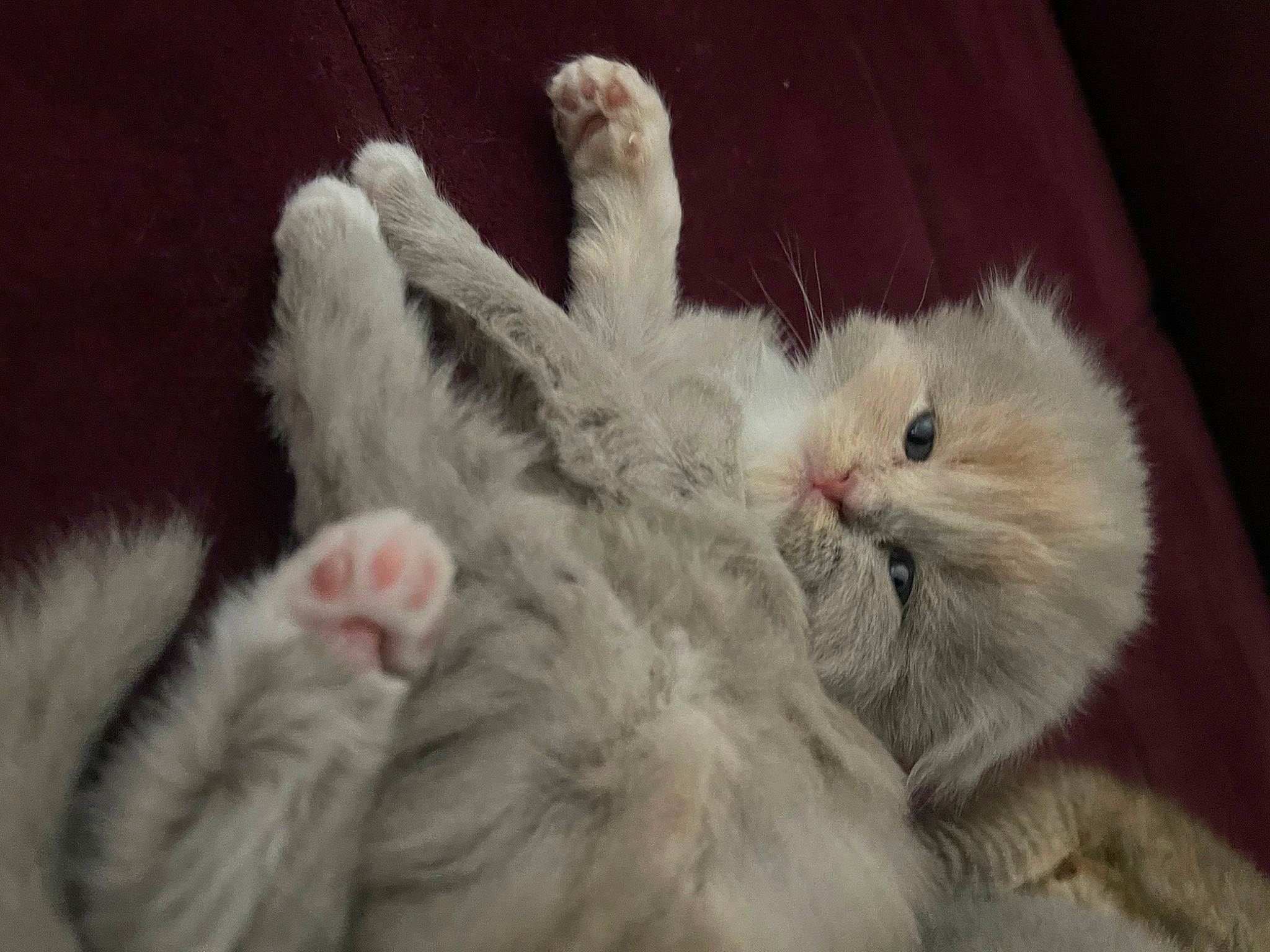 Lila participe au concours pour gagner de l'argent avec cette photo : carnivore, cat, claw, comfort, domestic_short_haired_cat, eye, fawn, felidae, foot, fur, gesture, paw, ragdoll, small_to_medium_sized_cats, snout, tail, whiskers, wool