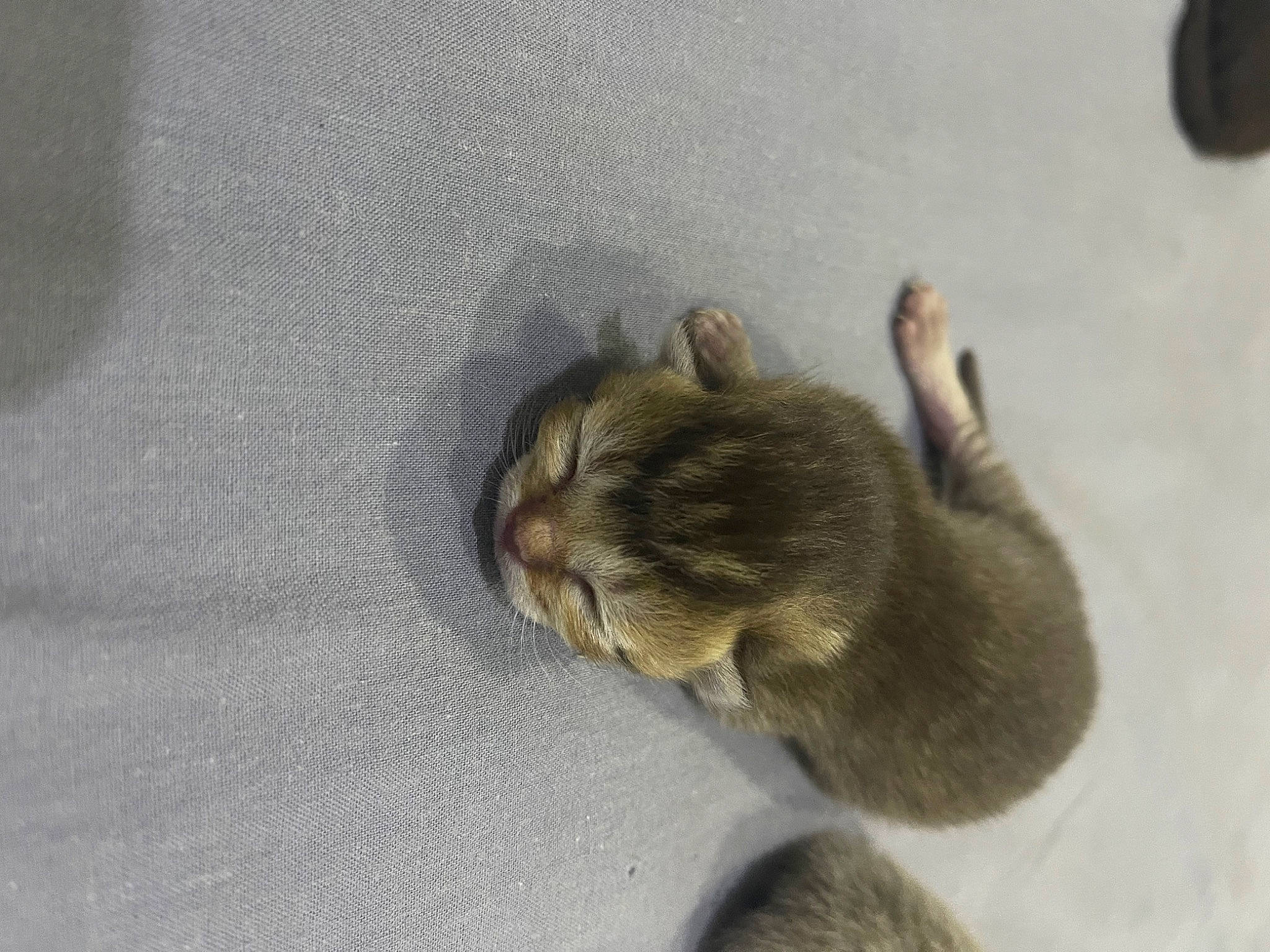 Gold participe au concours pour gagner de l'argent avec cette photo : _geese_and_swans, carnivore, cat, claw, comfort, domestic_short_haired_cat, ducks, fawn, felidae, fur, grey, nap, paw, rodent, small_to_medium_sized_cats, snout, tail, terrestrial_animal, whiskers, wildlife