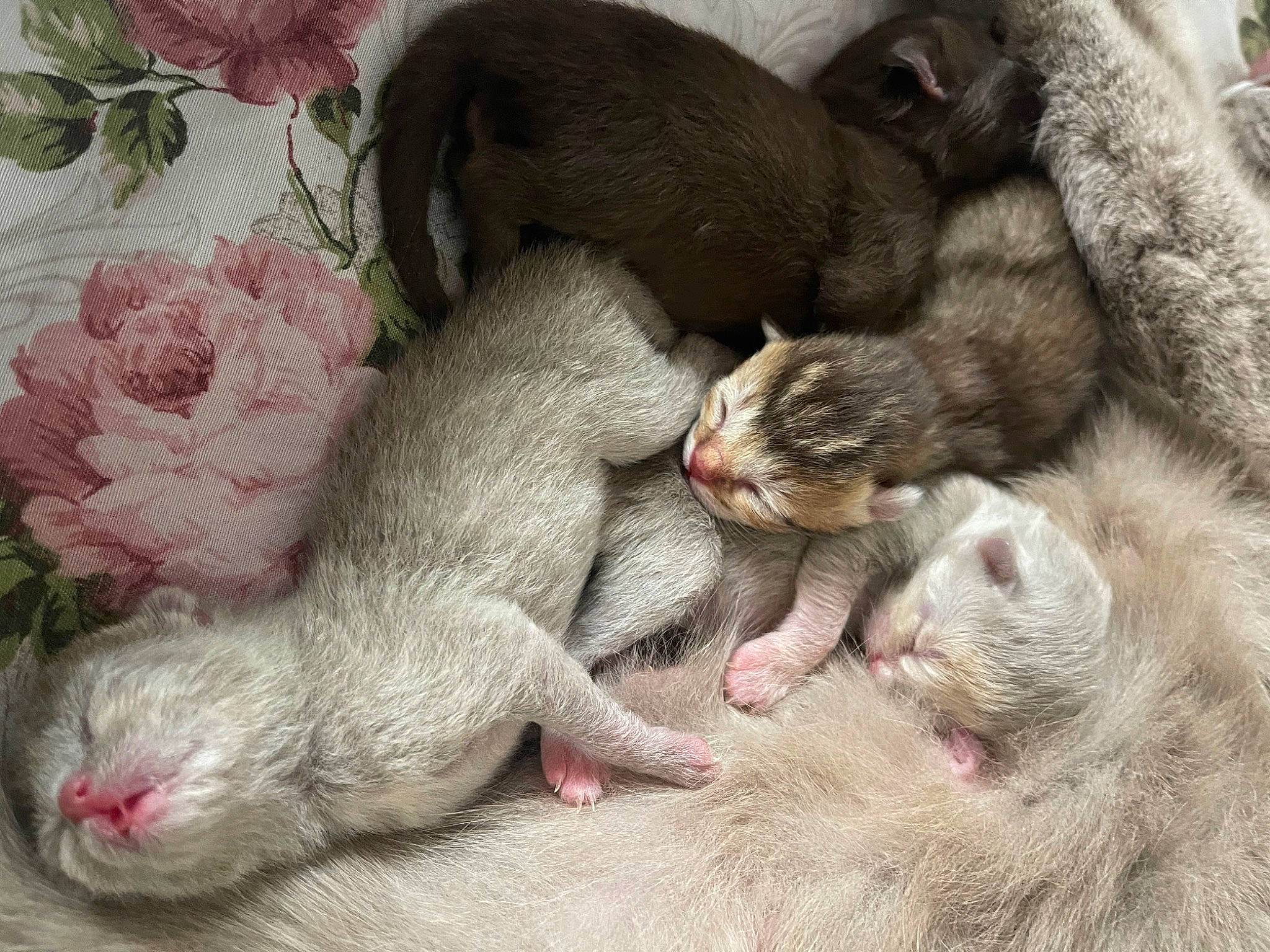 Gold participe au concours pour gagner de l'argent avec cette photo : claw, comfort, fur, nap, paw, petal, photography, plant, snout, terrestrial_animal, whiskers, wildlife