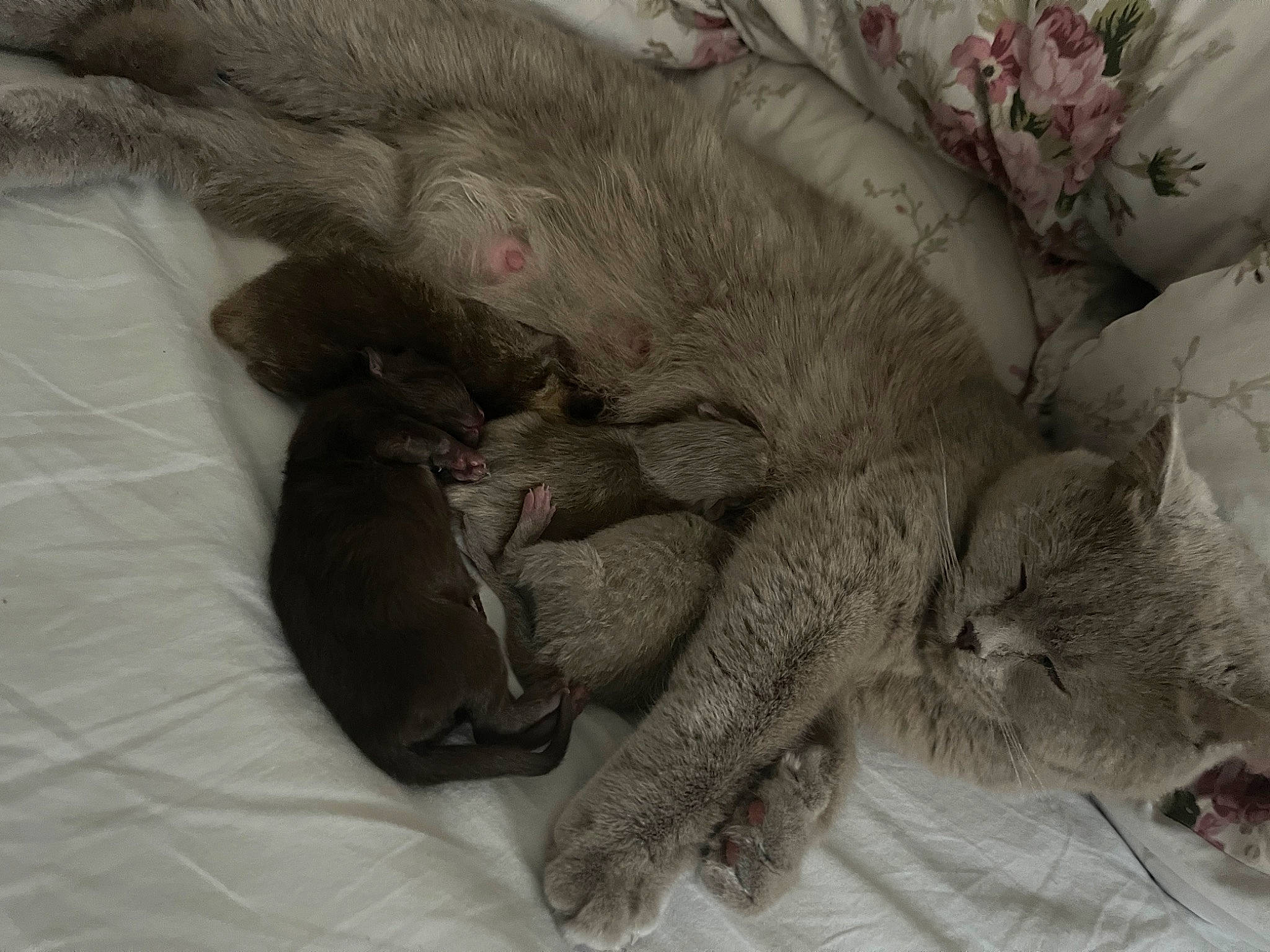 Gold participe au concours pour gagner de l'argent avec cette photo : carnivore, cat, claw, comfort, domestic_short_haired_cat, felidae, fur, grey, linens, mammal, nap, paw, sleep, small_to_medium_sized_cats, snout, tail, vertebrate, whiskers