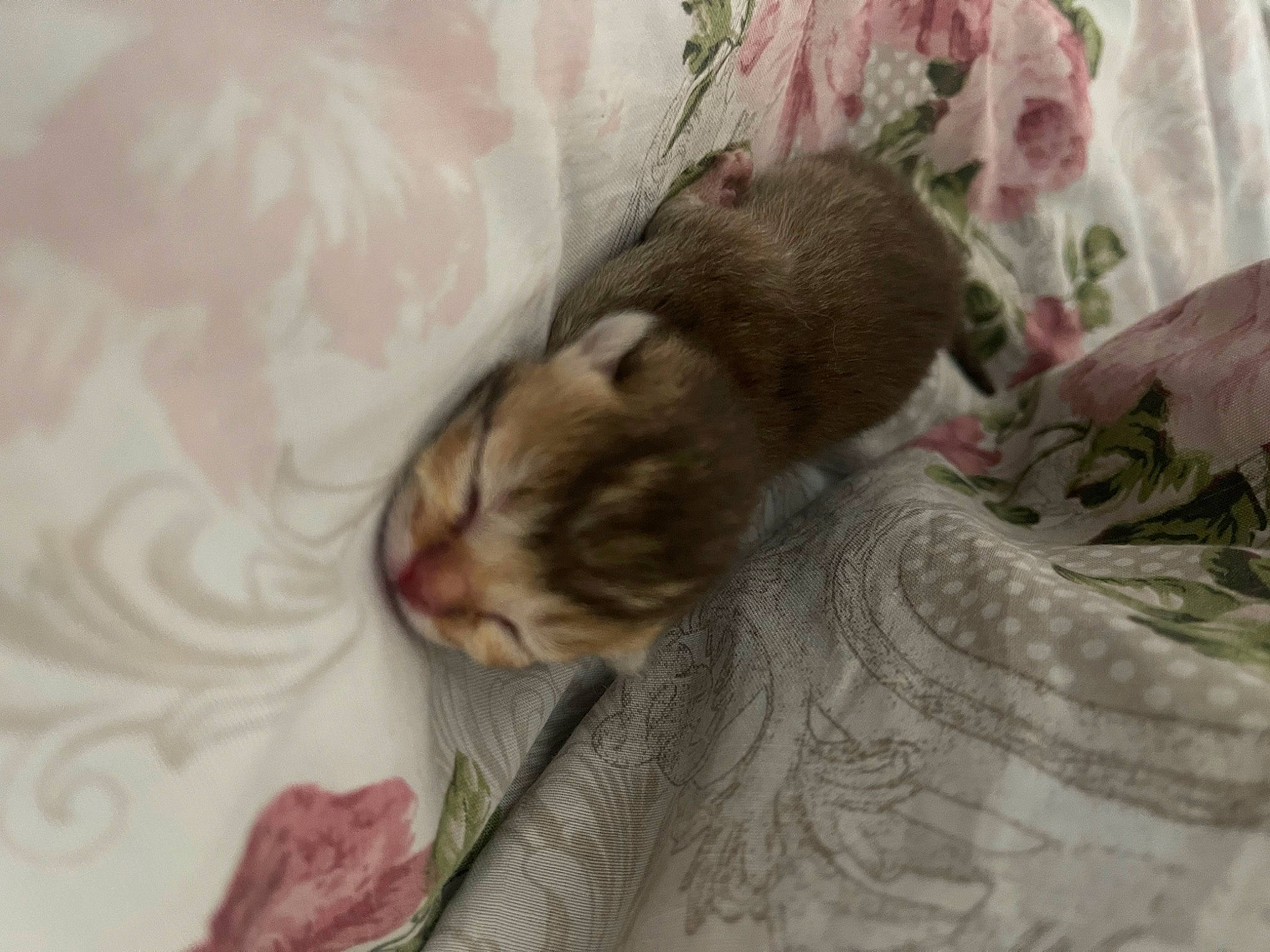 Gold a rejoint le concours — aidez-le/la à gagner de superbes lots ! bedding, blanket, canidae, carnivore, cat, comfort, companion_dog, dog_breed, domestic_short_haired_cat, duvet, felidae, fur, linens, paw, small_to_medium_sized_cats, sporting_group, tail, terrestrial_animal, whiskers, wildlife