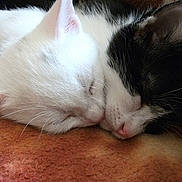 Dominique Cuaz a rejoint le concours — aidez-le/la à gagner de superbes lots ! cat, kitten, sleeping, white_cat, black_and_white_cat, close_up, nose_to_nose, cozy, blanket, pets, animal, cute, resting, fur, whiskers, indoor, friendship, peaceful, companion, adorable