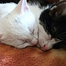 cat, kitten, sleeping, white_cat, black_and_white_cat, close_up, nose_to_nose, cozy, blanket, pets, animal, cute, resting, fur, whiskers, indoor, friendship, peaceful, companion, adorable