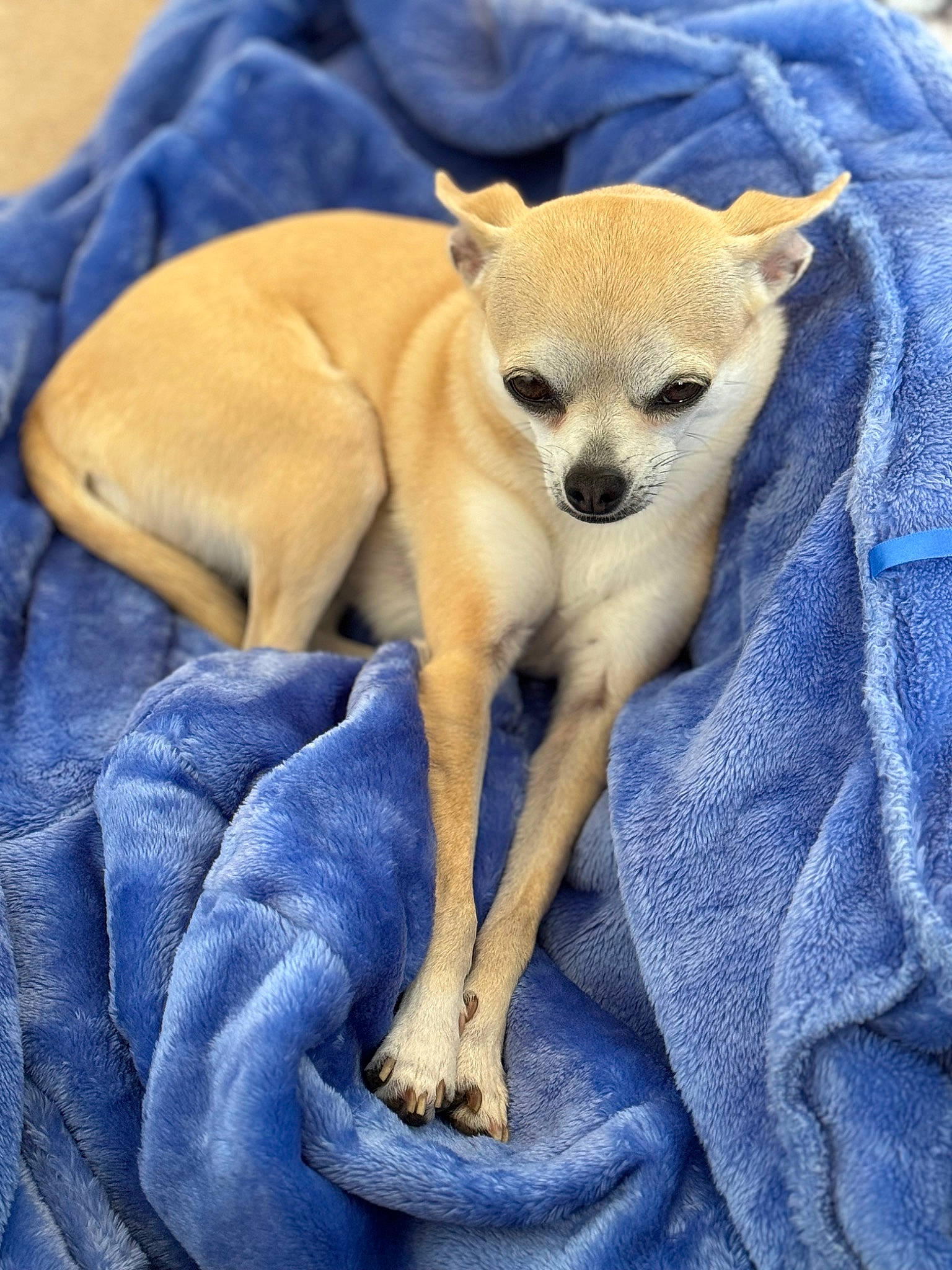 Ruby is registered to the contest to win money with this photo: blue, canidae, carnivore, comfort, companion_dog, dog, dog_breed, dog_supply, electric_blue, fawn, fur, non_sporting_group, paw, snout, sporting_group, tail, terrestrial_animal, toy_dog, working_animal