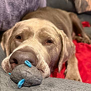 Rover is registered to the contest to win money with this photo: dog, pet, toy, resting, sleepy, brown_fur, close_up, indoor, blanket, cushion, cozy, canine, animal, snout, ears, relaxed, fur, companion, nose, laying_down
